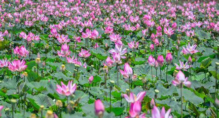 Fototapeta premium Selective focus blurred lotus blooming season Pink Lotus flower and plants in the countryside