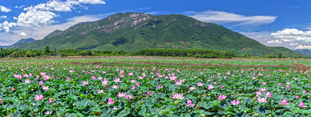 Panorama Selective focus blurred lotus blooming season Pink Lotus flower and plants in the...