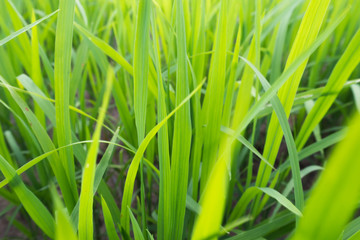 Grass green light in the evening.