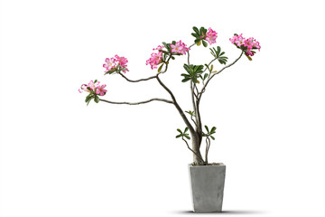 Pink of azalea flowers in concrete pot isolated white background