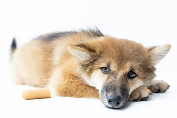 Puppy dog breed on white background. bangkaew thailand