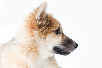 Puppy dog breed on white background. bangkaew thailand