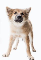 Puppy dog breed on white background. bangkaew thailand