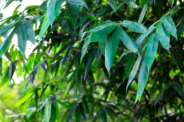 Bamboo leaves background.