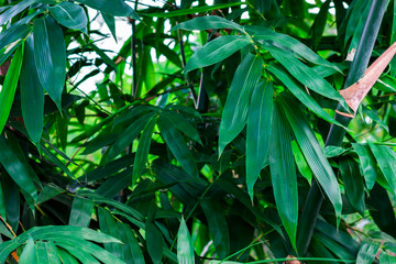 Bamboo leaves background.