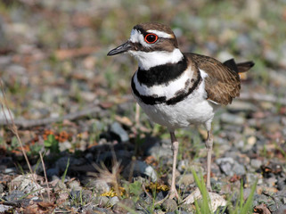 Killdeer Closeup - Charadrius vociferus