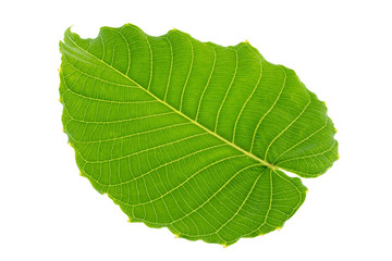 Plant green leaf, taro leaf isolated
