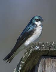 Tree Swallow
