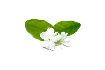 Naklejka na ściany i meble Beautiful Jasmine Flower isolated on white background