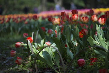 Obraz premium Tulip flower