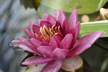 Розовая водная лилия