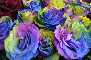Радужные розы на Международной выставке цветов 