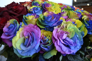 Fototapeta na wymiar Радужные розы на Международной выставке цветов 
