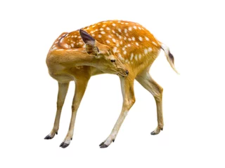Foto op Plexiglas anti-reflex Ree Deer cute patterned spots deer isolated on white background.