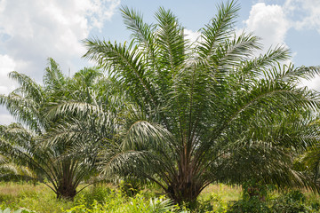 Obraz na płótnie Canvas Palm plantations
