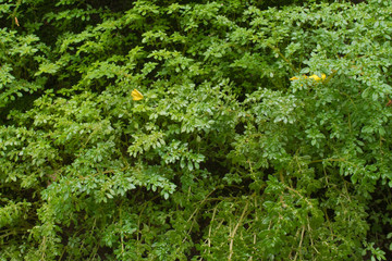 Fototapeta na wymiar Green fern and moss growing on wall