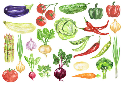 Watercolor vegetables set. Fresh and healthy vegetables on white background. Great source of vitamin.