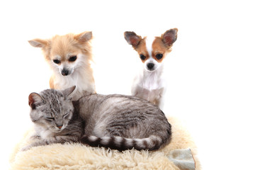 cat and chihuahuas are resting
