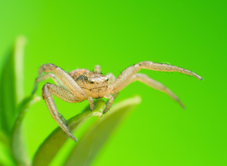 Xysticus ulmi on cowberry leaf