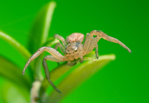 Xysticus ulmi on cowberry leaf