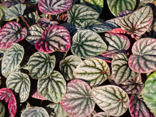 Begonia leaf background.