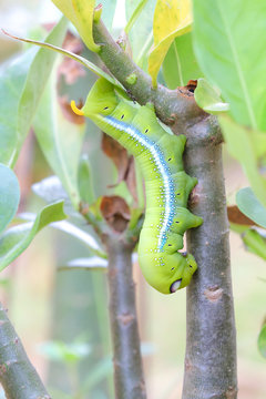 Caterpillars that eat leaves .