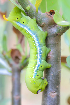Caterpillars that eat leaves .