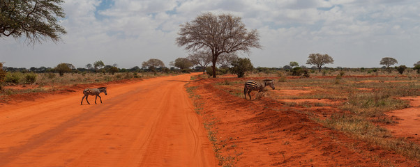 Zebras in Tsavo East