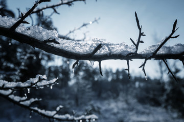 Frozen tree