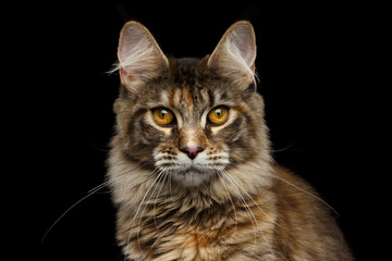Closeup Portrait of Maine Coon Cat Head, Gaze Looking in Camera Isolated on Black Background