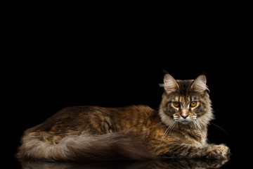 Adorable Maine Coon Cat Lying and Looks Gaze Isolated on Black Background