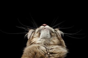 Closeup Chin of Maine Coon Cat Head, Looking up Isolated on Black Background