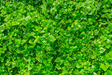 Green plant nature wall of  Ivy Gourd or Coccinia grandis. © Quality Stock Arts