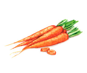 Hand drawn watercolor illustration of fresh orange ripe carrots. Isolated on the white background. Vegetarian food product