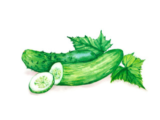 Hand drawn watercolor illustration of fresh green cucumbers with leaves. Isolated on the white background. Vegetarian food product