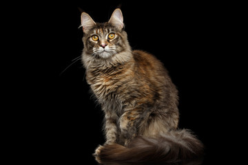 Tabby Maine Coon Cat Sitting with Furry Tail and Yellow eyes Isolated on Black Background, Front view