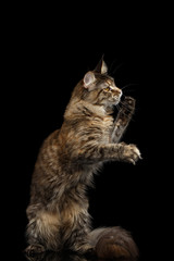 Fototapeta na wymiar Playful Tabby Maine Coon Cat Sitting on Hind Legs and Raising up Paws Isolated on Black Background