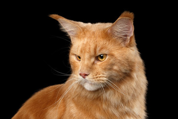 Closeup portrait of Ginger Maine Coon Angry Cat Head Gaze Looks at Side Isolated on Black Background