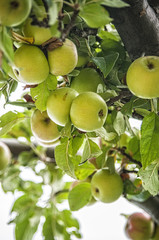 Apple on the brunch at summer garden, close-up