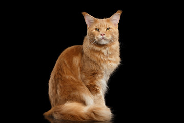 Tabby Ginger Maine Coon Cat Sitting with Furry Tail Isolated on Black Background