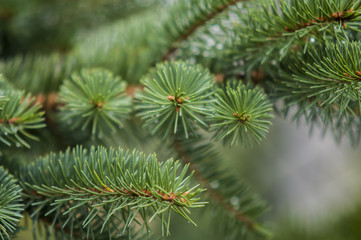 fresh green soft focus close-up of pine tree with copyspace