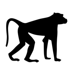 Baboon, shade picture