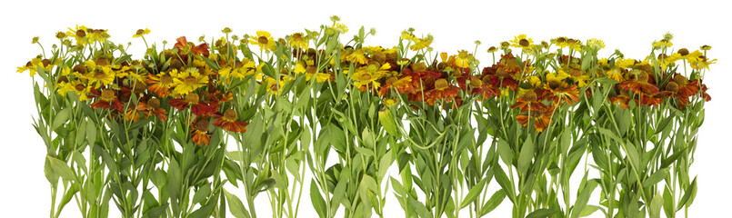 Fototapeta premium Summer yellow and red garden daisies line