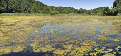 Yellow seaweed attack the forest lake