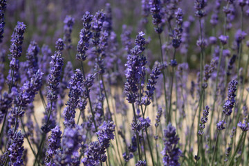 Obraz premium Campo de lavanda en la Provenza