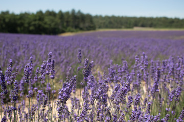 Naklejka premium Campo de lavanda en la Provenza