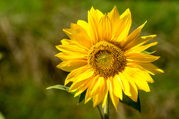 Sunflower blossoms in the sun