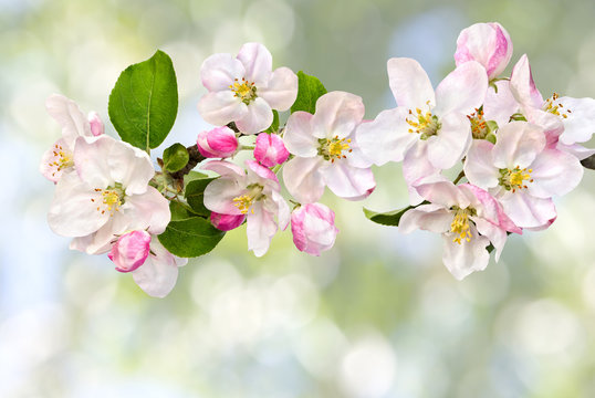 Apple blossom on defocused of natural background of blooming trees