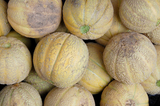 Melonar