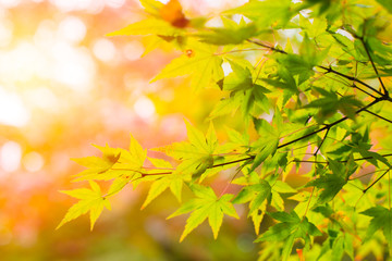Beautiful Maple Green Leaf in Japan Autumn in the Morning Light for background.